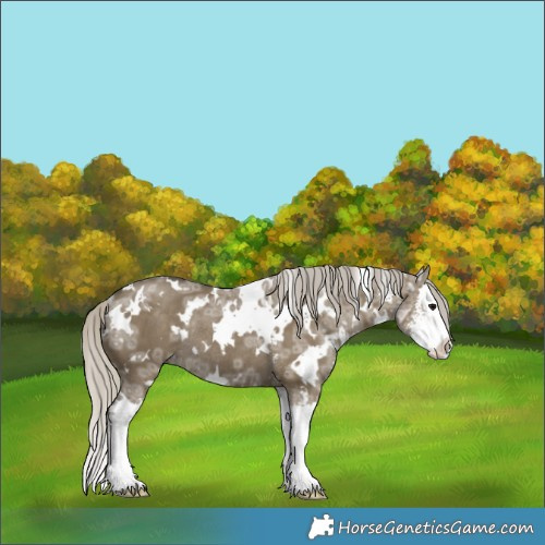 Horse Color:White Spotted Silver Smoky Grullo Ice Sabino Splash Rabicano 