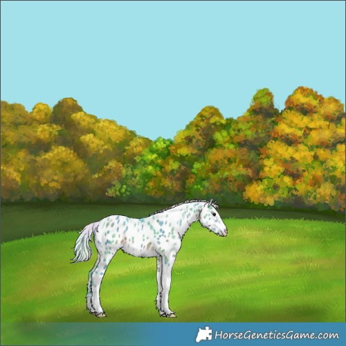 Horse Color:Nacre Watercolor Silver Brown Ice Tobiano Appaloosa 