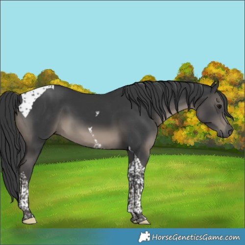 Horse Color:Black Tobiano 