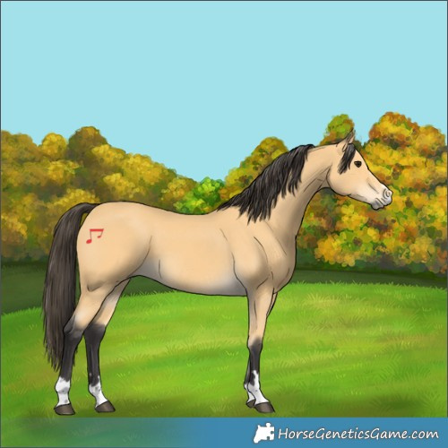 Horse Color:Buckskin