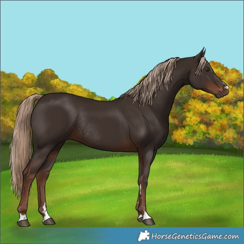 Horse Color:Liver Chestnut Rabicano 