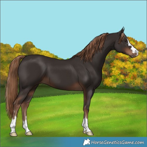 Horse Color:Liver Chestnut 