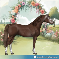 Horse Color:Gray Chestnut 