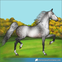 Horse Color:Gray Bay