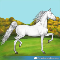 Horse Color:Gray Bay 