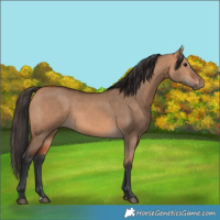 Horse Color:Bay Dun