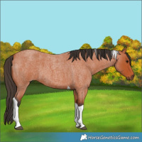 Horse Color:Bay Roan Tobiano 