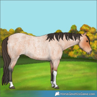 Horse Color:Bay Roan Tobiano