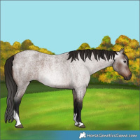 Horse Color:Gray Bay Roan Tobiano 
