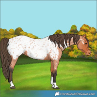 Horse Color:Bay Roan Tobiano Appaloosa