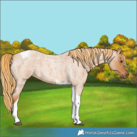 Horse Color:Red Roan Tobiano 