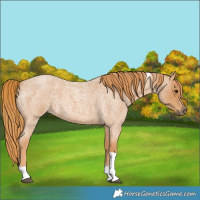 Horse Color:Red Roan Tobiano 