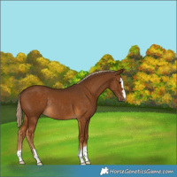 Horse Color:Chocolate Palomino Rabicano 