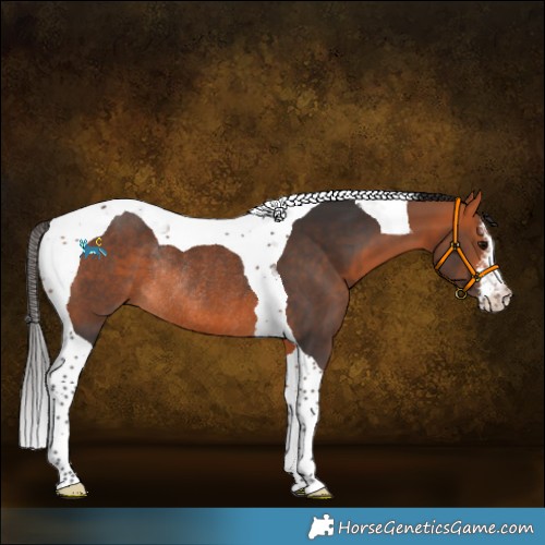 Horse Color:White Spotted Bay Tobiano Rabicano 