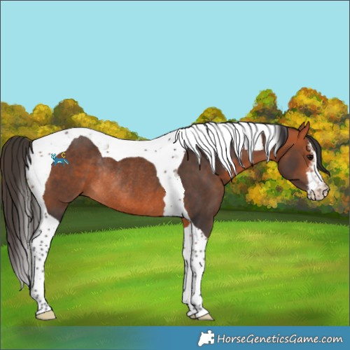 Horse Color:White Spotted Bay Tobiano Rabicano 