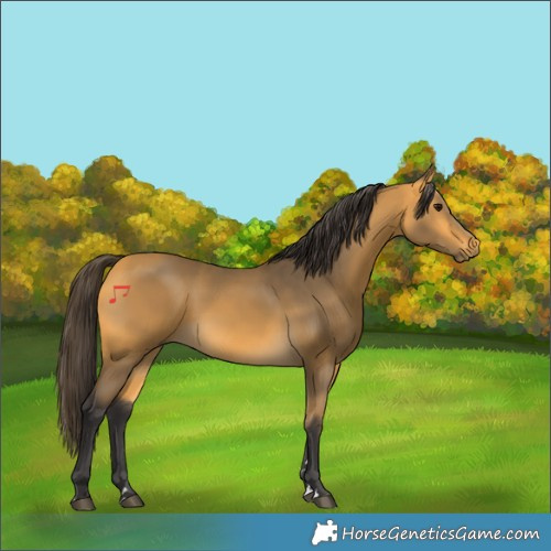 Horse Color:Buckskin 