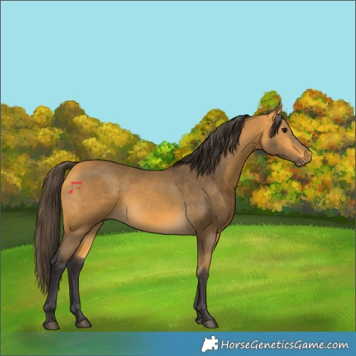 Horse Color:Buckskin 