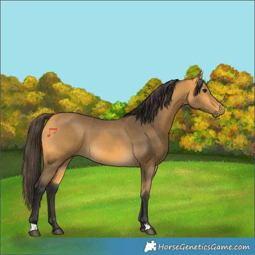 Horse Color:Buckskin 