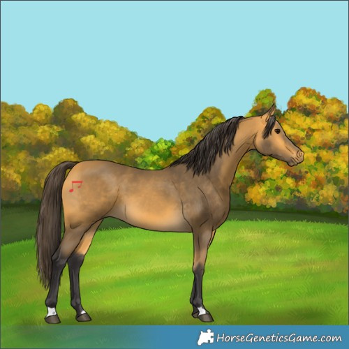 Horse Color:Buckskin 