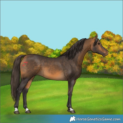 Horse Color:Buckskin 