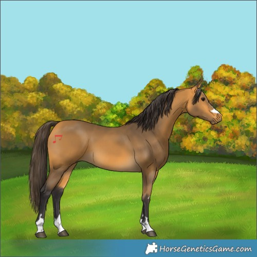 Horse Color:Buckskin 