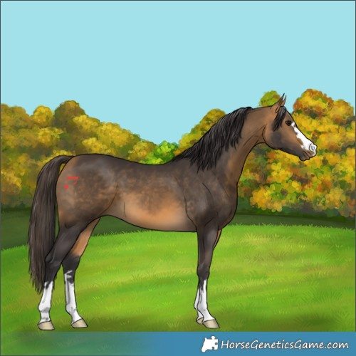 Horse Color:Buckskin 