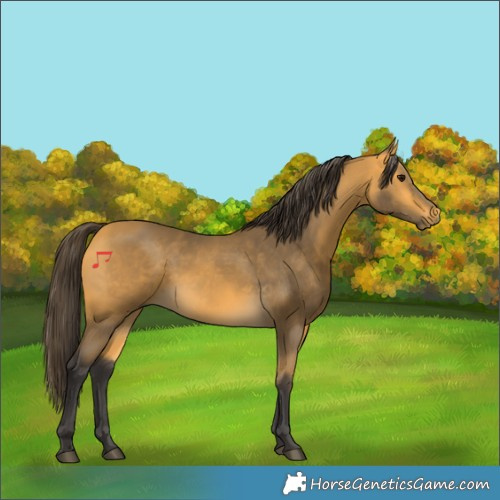 Horse Color:Buckskin 