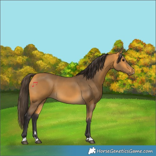 Horse Color:Buckskin 