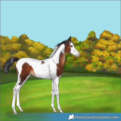 Horse Color:Brown Splash Tobiano 