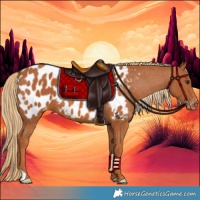 Horse Color:Chestnut Near Leopard 