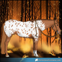 Horse Color:Chestnut Near Leopard 