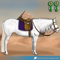 Horse Color:Chestnut Appaloosa