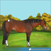 Horse Color:Bay Tobiano 