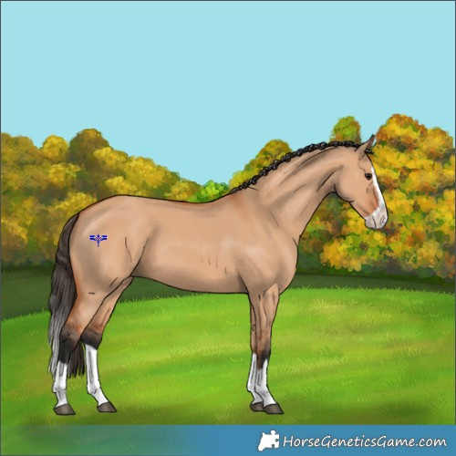 Horse Color:Bay Dun Splash 