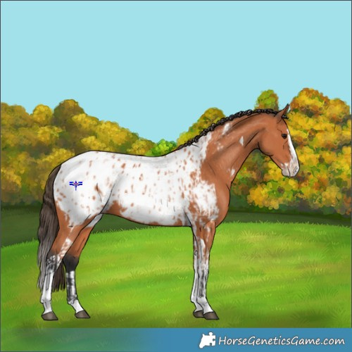 Horse Color:Bay Splash Tobiano Appaloosa  and Bay Splash Tobiano Appaloosa 
