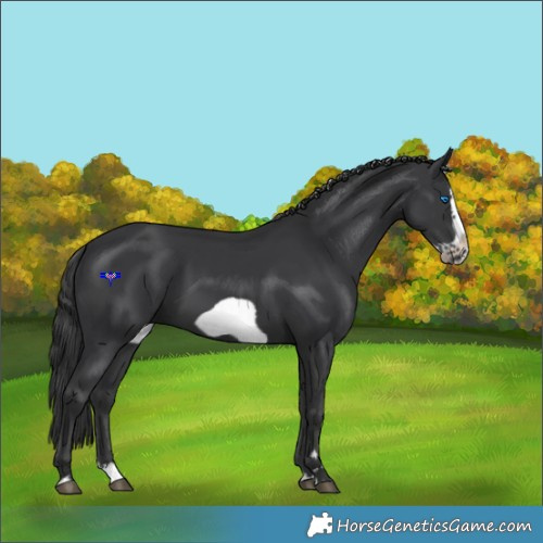Horse Color:Black Splash Frame 