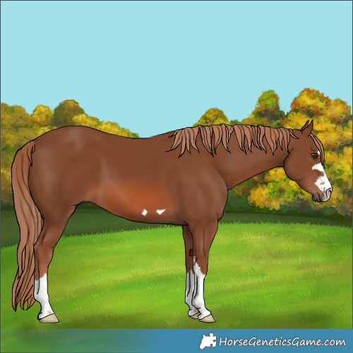 Horse Color:Chestnut 