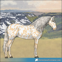 Horse Color:Palomino Near Leopard