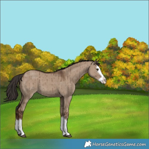 Horse Color:Liver Red Dun Splash Brindle