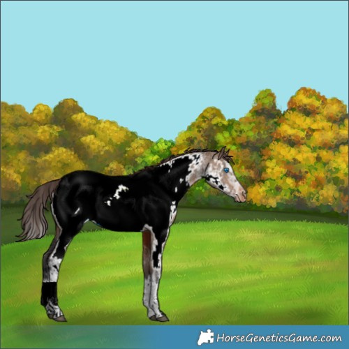 Horse Color:White Spotted Brown Dun Splash Frame Appaloosa 