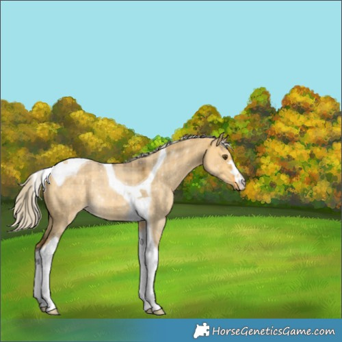 Horse Color:Plaid Silver Buckskin Dun Tobiano