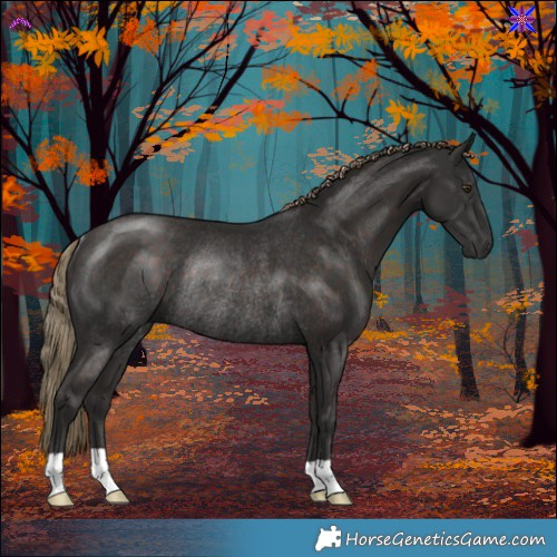 Horse Color:Liver Chestnut Rabicano 
