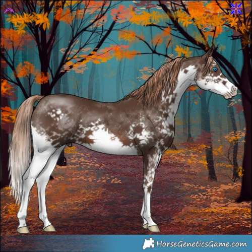 Horse Color:Liver Chestnut Sabino Splash 