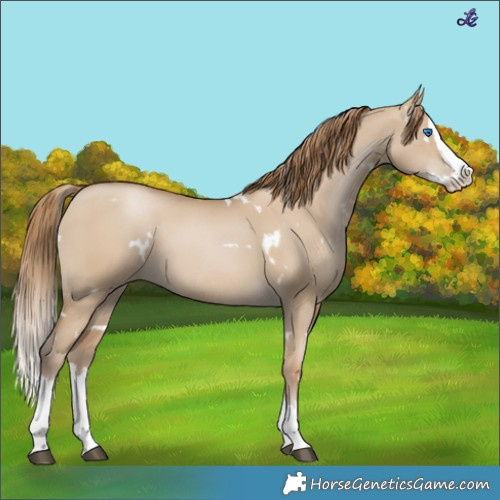 Horse Color:White Spotted Grullo Pearl Splash 