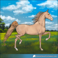 Horse Color:Gold Champagne Splash 