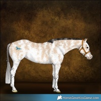 Horse Color:Bay Dun Sabino Splash