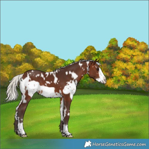 Horse Color:White Spotted Silver Brown Frame 