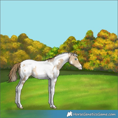 Horse Color:White Spotted Buckskin Pearl Tobiano Appaloosa 