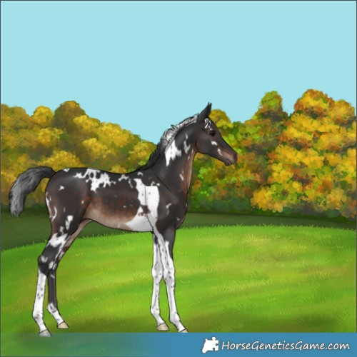 Horse Color:White Spotted Brown Tobiano 