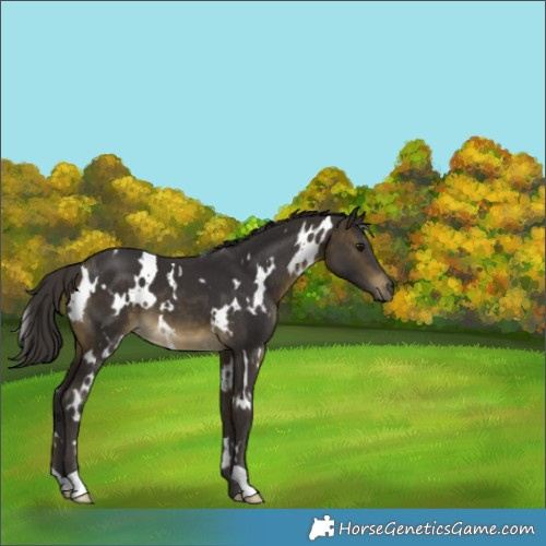 Horse Color:White Spotted Buckskin 